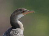 Long-tailed Cormorant 