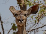 Zambia