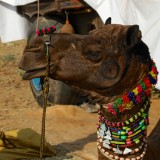 Pushkar