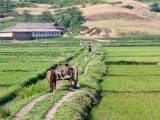 Rural DPRK 