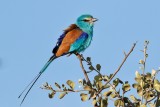 Ethiopia birds - Awash National Park area