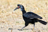 Ethiopia Birds - Lake Langano area 