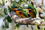 Blue-fronted Bee-Eaters
