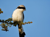 Grey-backed Fiscal 
