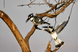 Pied Kingfishers 