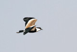 Spur-winged Plover 