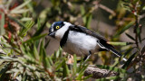 Black-headed Batis 