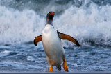 Gentoo Penguin 