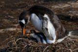 Gentoo Penguin and chick 