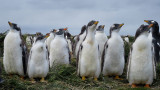 Gentoo Penguin chicks 