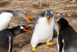 Gentoo Penguins 
