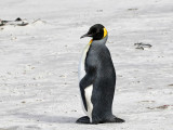 King Penguin