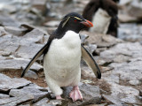 Rockhopper Penguin 