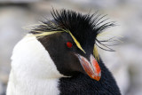 Rockhopper Penguin