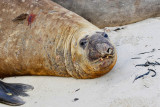 Southern Elephant Seal 