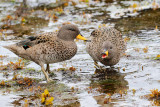 Yellow-billed Teals 