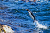 Flying Rockhopper Penguin 