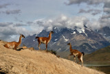 Guanacos, Torres del Paine National Park
