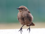 Brewers Blackbird, California