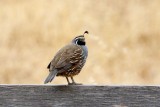 California Quail, California