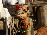Camel decorated for festival, Pushkar, India