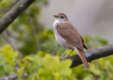 Rufous Nightingale