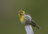 Europian Serin