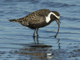 American Golden Plover 