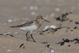 Bairds Sandpiper