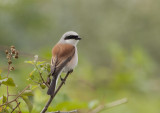 Red-backed Shrike