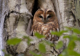 Tawny Owl