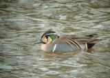 Baikal Teal