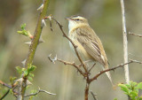 Sedge Warbler