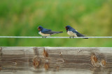 Barn Swallow