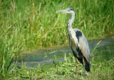 Grey Heron