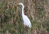 Great White Egret