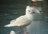 Iceland Gull