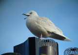 Iceland Gull