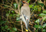 Bohemian Waxwing