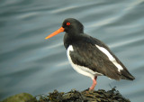 Oystercatcher