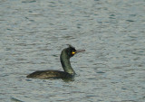 European Shag