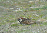 Spanish Sparrow