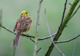 Yellowhammer