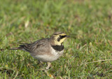 Horned Lark