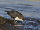 White-throated Dipper