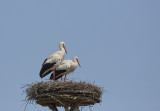 White Stork