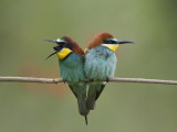 European Bee-eater