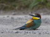 European Bee-eater