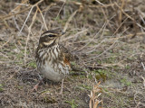 Redwing