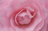 Pink Camellia.jpg